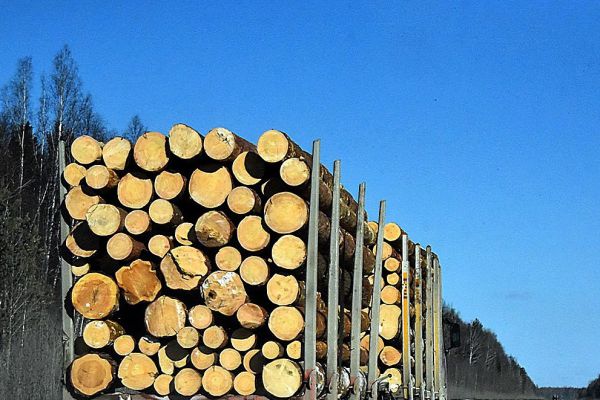 Разработки уральских учёных помогут в борьбе с незаконным вывозом древесины