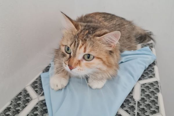 Сотрудники аэропорта Кольцово спасли кошку, которую бросили пассажиры