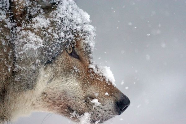 В Свердловской области охотникам разрешили отстреливать до 100 % волков