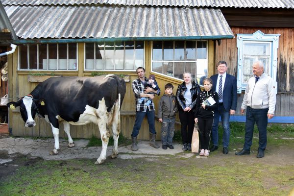 Многодетная семья Маркиных получила обещанную губернатором корову с сюрпризом. Фото