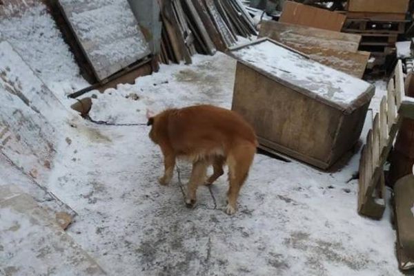 Пса из Цыганского поселка по ошибке отдали не тому хозяину