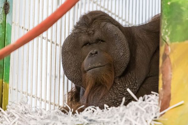 Орангутан Захар приехал на день рождения Екатеринбургского зоопарка