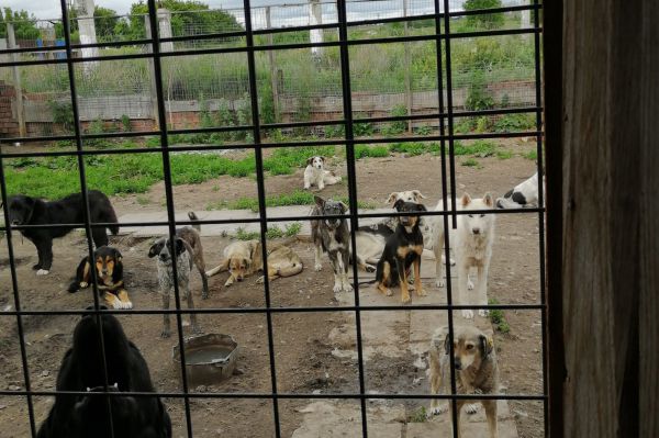Россельхознадзором выявлены многочисленные нарушения в свердловском приюте для животных