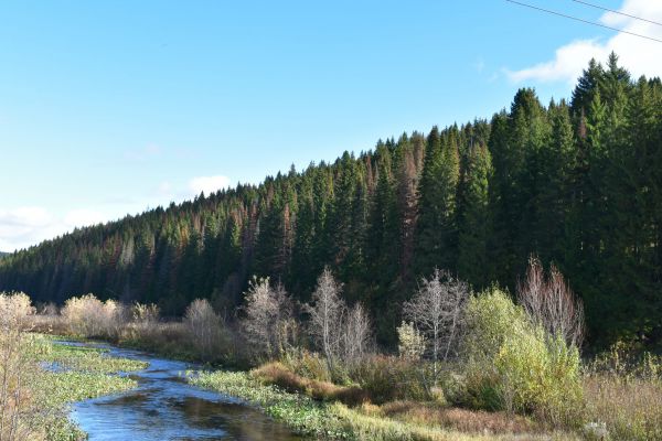 Ползучие диверсанты. Эксперты назвали главных вредителей уральского леса