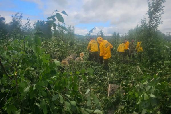 Специалисты обследуют лес в окрестностях Кушвы, пострадавший от урагана