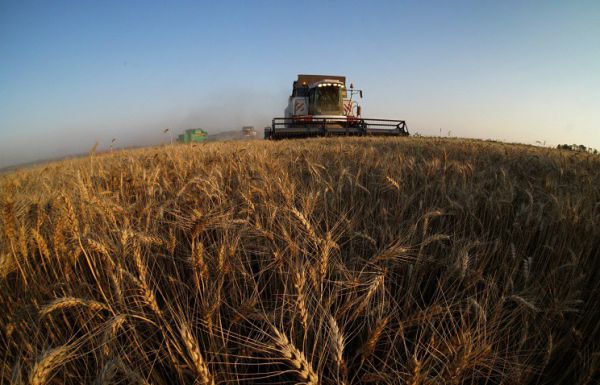 Уборка зерновых культур в области подходит к концу