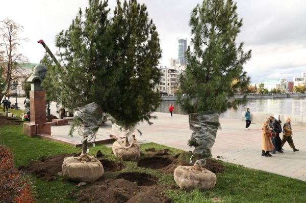 В Екатеринбурге на Плотинке высадили молодые кедры