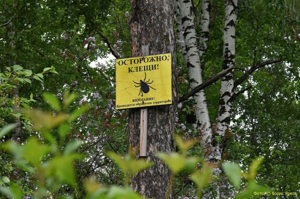 Свердловские эпидемиологи обработали от клещей более 11 тысяч гектаров парков и лесов