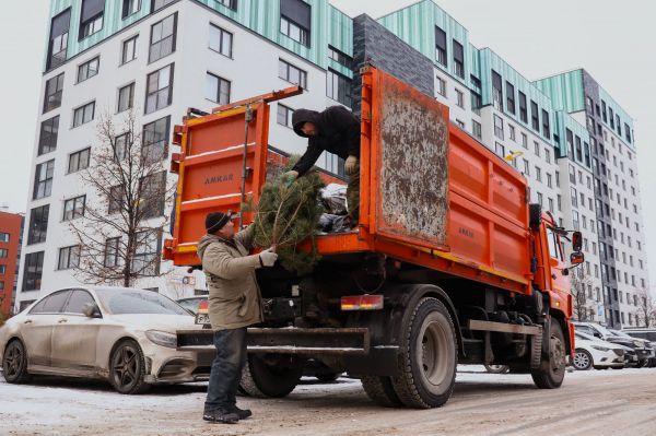 Вторая жизнь для лесной красавицы: в Свердловской области собрали и переработали 5 000 новогодних елок