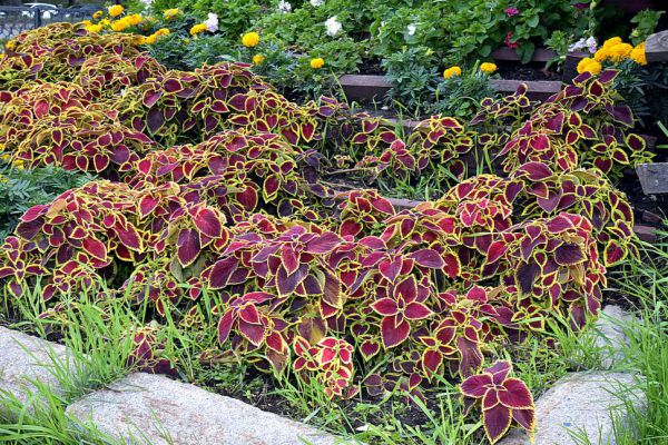 Летом улицы и парки Нижнего Тагила украсят 450 тысяч цветов