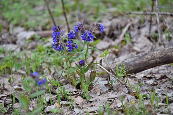В Минприроды утвердили новый порядок обращения с редкими видами растений и грибов