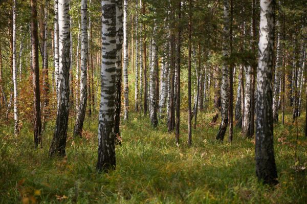 В Свердловской области отменен особый противопожарный режим