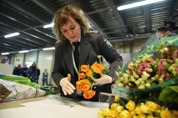 В Свердловскую область к Международному женскому дню привезли более 230 тонн цветов