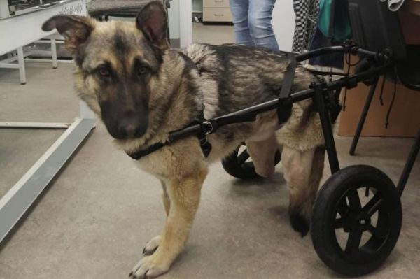 В Екатеринбурге нашли дом собаке без задних лап