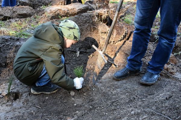 Свердловчане высадили более 250 тысяч деревьев в память о погибших в войну