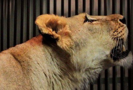 В зоопарк Екатеринбурга привезли львицу из Крыма