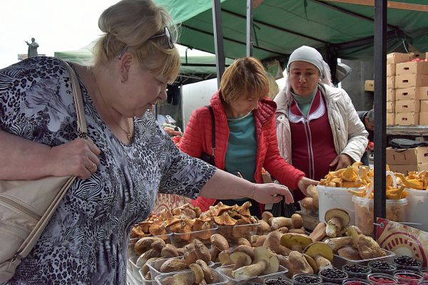 С начала сезона  ядовитыми грибами отравились четверо свердловчан