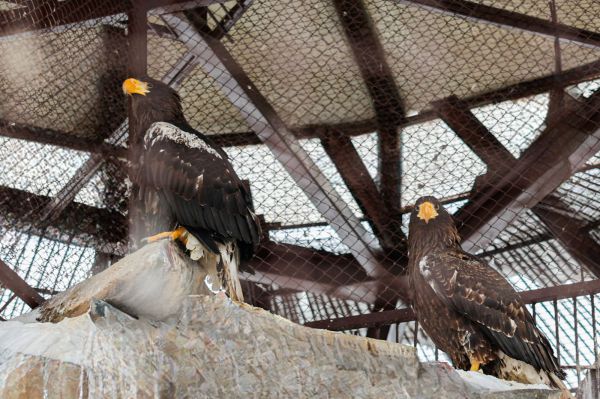 Екатеринбургский зоопарк объединил различных по характеру белоплечих орланов под одной крышей