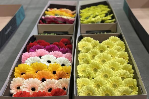 Уральские таможенники пропустили миллионы цветов к главному женскому празднику