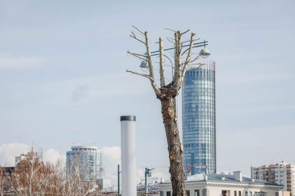 В этом году власти Екатеринбурга кронируют 4,5 тысячи деревьев