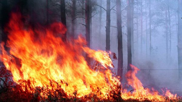 Жара поджигает леса