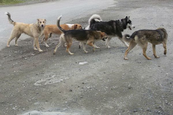 В центре Екатеринбурга бродячие собаки покусали девочку