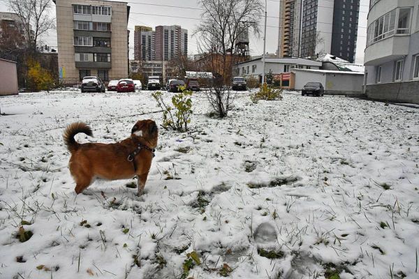 В Екатеринбурге выпал майский снег. Сугробы уже растаяли