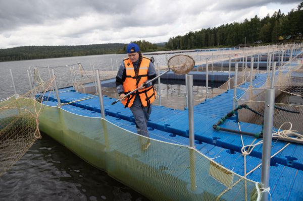 Рыбхоз по разведению форели и базу отдыха откроют в Свердловской области