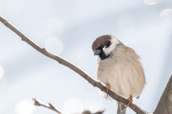 Уральцев пригласили в очередной раз поучаствовать во Всероссийской переписи воробьев