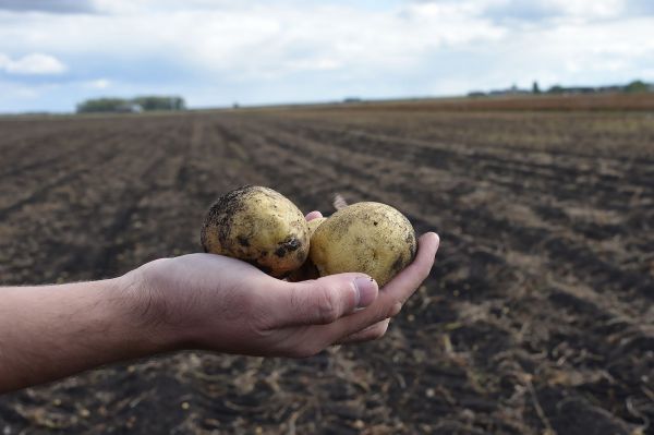 В Свердловской области картофель за неделю подорожал на 20%