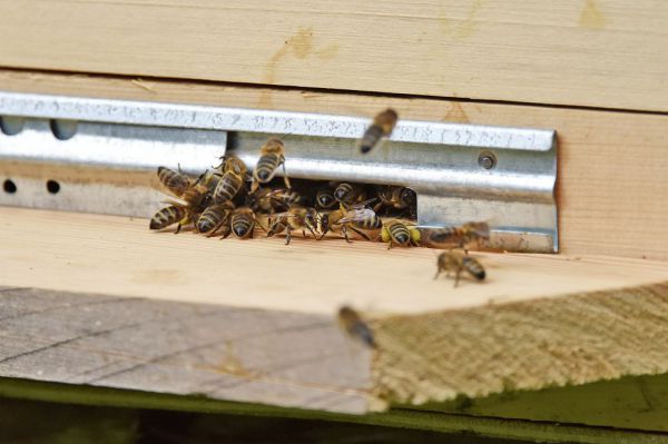 Выпустили жало. Жители Пышминского района пожаловались на агрессивных пчел частной пасеки