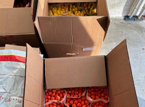 Тюльпаны с Урала уезжают в Казахстан: первая экспортная партия прошла проверку