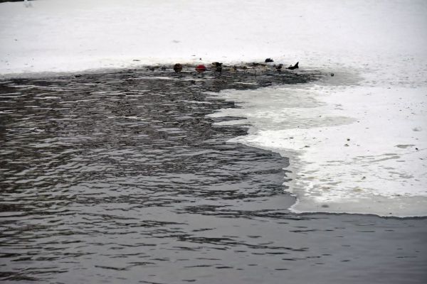 В Екатеринбурге женщина спасла провалившегося под лед школьника