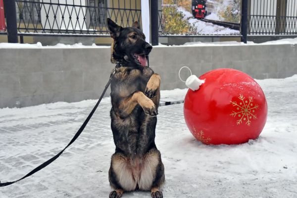 Откладывать обязательную регистрацию собак и кошек больше не будут