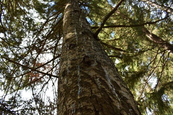 Насекомые-вредители продолжают уничтожать свердловский лес