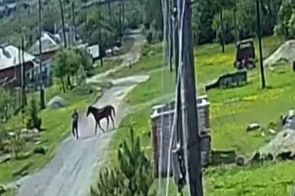 В Верхней Салде конь затоптал местного жителя