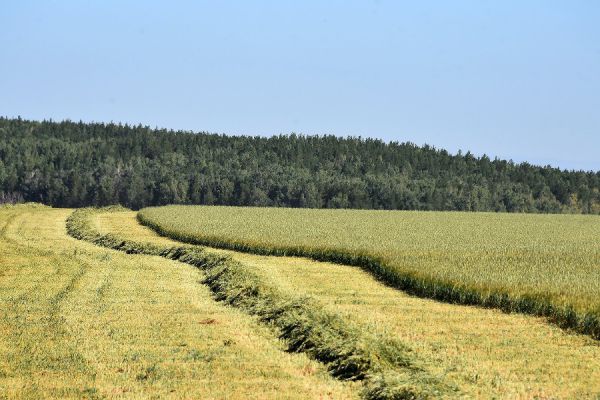 Объявлены торги по продаже сельхозземель в Талицком районе