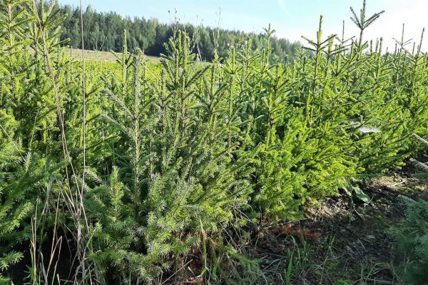 Стало известно, сколько деревьев приходится на одного россиянина