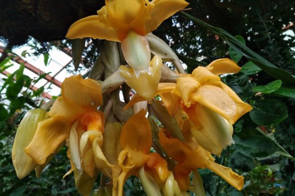 В Ботаническом саду Екатеринбурга зацвела «орхидея-бык»