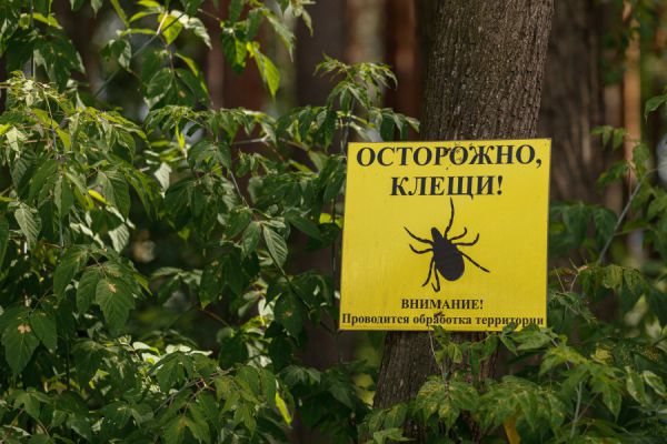 На Среднем Урале число пострадавших от укусов клещей выросло на 12%