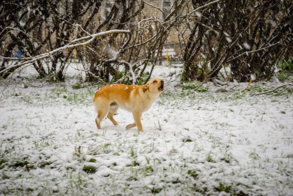 В Нижнем Тагиле собака покусала ребенка