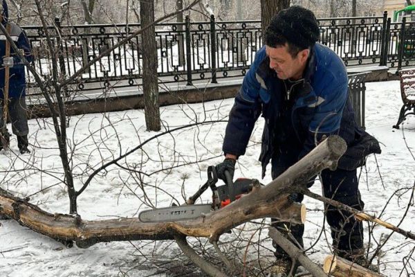 На проспекте Ленина в Екатеринбурге вместо старых кленов высадят липы