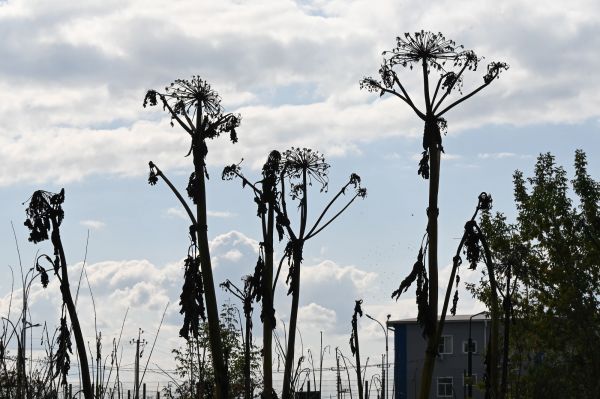 Ядовитый сорняк отравляет жизнь свердловчан
