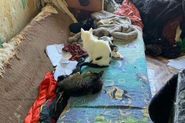 В квартире в Юго-Западном микрорайоне обнаружили полсотни кошек. Теперь им ищут новый дом