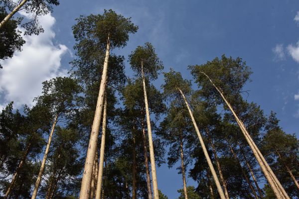 Рослесхоз завершил внеплановую проверку лесного хозяйства в Свердловской области