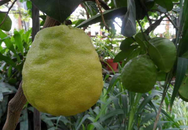 В Ботаническом саду УрО РАН выросли килограммовые лимоны