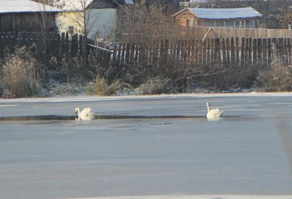 Лебединая пара замерзает на пруду в Артемовском