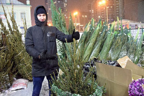 Эксперты назвали самое стойкое из живых новогодних деревьев