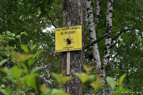Клещи все еще опасны. У 380 свердловчан врачи подозревают клещевой энцефалит и боррелиоз