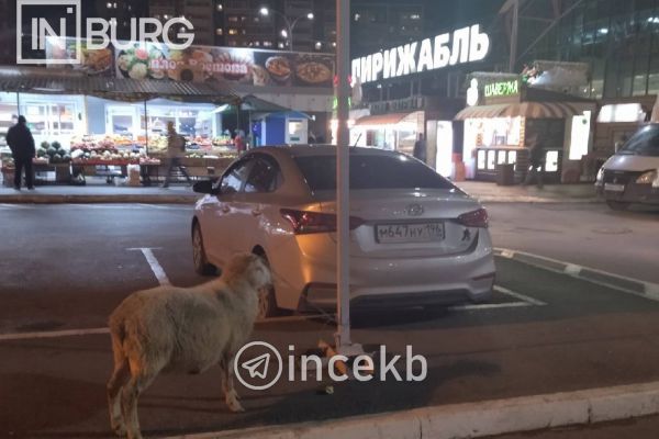 Екатеринбуржцы заметили возле ТЦ «Дирижабль» барана